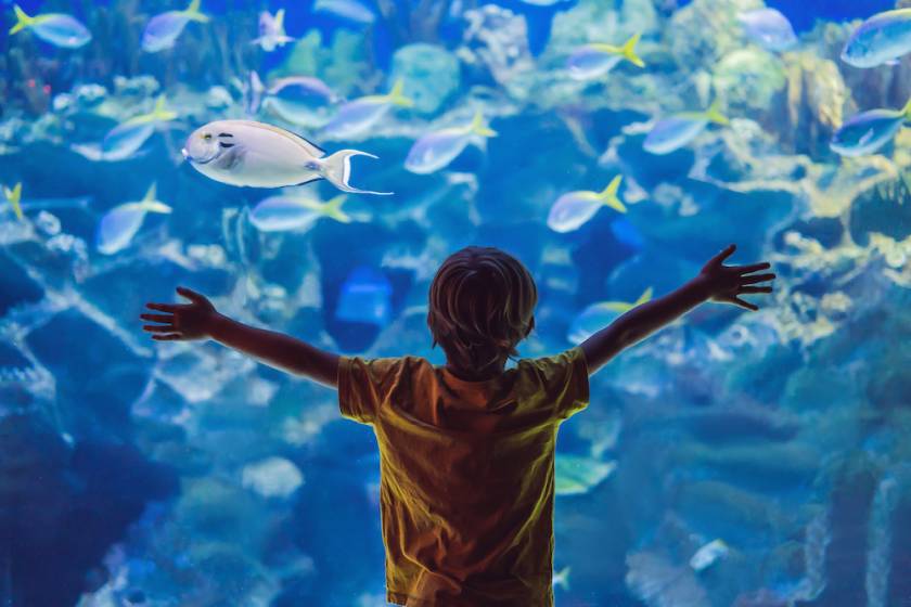 kid at an aquarium